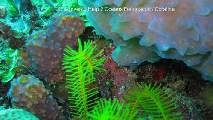 Feather star (5)